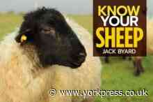 Little Apple book of the week: Know Your Sheep by Jack Byard