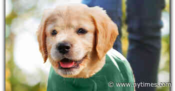 Learning to Heal, With a Little Fur Machine