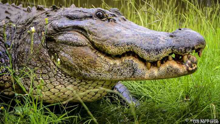 Alligator vs. crocodile: Can you spot the differences? - Austin news ...