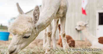 5 farms near Toronto where you can walk and pet alpacas - blogTO