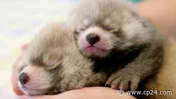 Red panda gives birth to two healthy cubs at Toronto Zoo earlier this week - CP24 Toronto's Breaking News