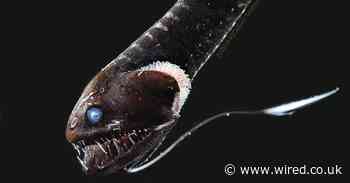 These scary deep-sea fish absorb almost all the light that hits them