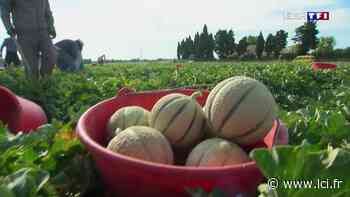 Le melon de Cavaillon obtiendra-t-il l'indication géographique protégée ? - LCI