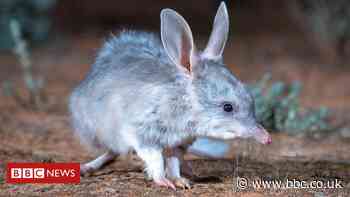 The bilbies 'thriving' after a 100-year absence in New South Wales