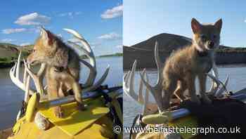 Coyote ‘doing well’ after rafter saves pup from drowning in river with CPR
