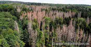 Wald in der Gemeinde Selters geht es schlecht - Mittelhessen