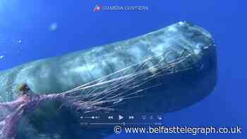Italian coast guard works to free sperm whale from fishing net