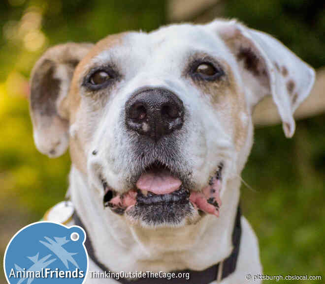 Furry Tails: MacGyver, Emmett & Chief Are Waiting For Forever Homes