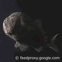 Vanta-Fish — Turns Out Nature Made An Ultra-Black Pigment Before The Nanotech Guys Did