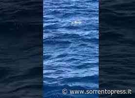 Coppia di tartarughe amoreggia nelle acque di Capri - video - - SorrentoPress