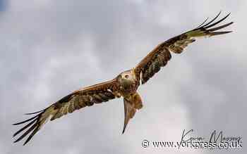 Red kites make ‘triumphant comeback’ to England in just three decades