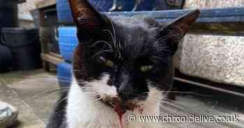 Killingworth community pulls together to help save injured stray kitten