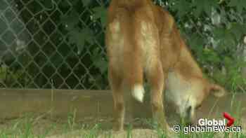 Saskatoon Forestry Farm Park & Zoo re-opening