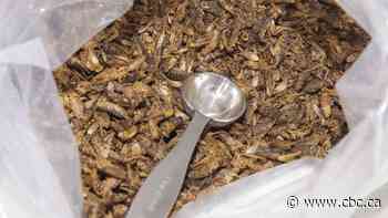 World's largest cricket processing plant coming to London, Ont.