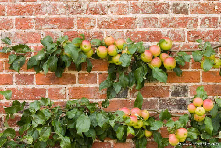 How to grow healthy fruit trees in limited space using espalier