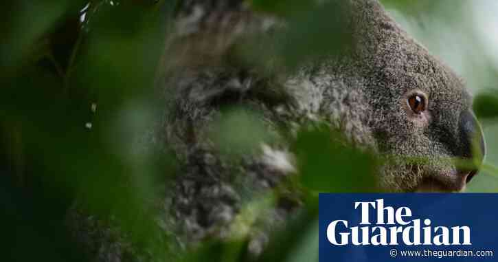 Australia's environment in unsustainable state of decline, major review finds