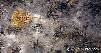 The Terrible Consequences of Australia’s Uber-Bushfires