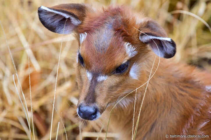 9-Month-Old Sitatunga Dies At Maryland Zoo