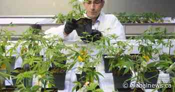 Aurora Cannabis to cut jobs in Europe