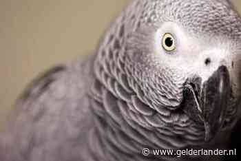 Verdronken papegaai Jacky spoelt aan op Waalstrand en krijgt herbegrafenis