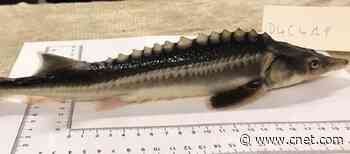 Meet the sturddlefish, a fish hybrid accidentally created by scientists     - CNET