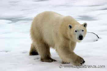 Polar bears could disappear from most of the planet by 2100