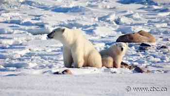 'Grim work': Climate-change clock ticking on world's polar bears