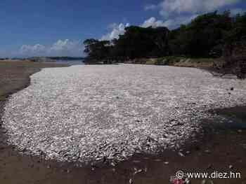 Muerte masiva de peces preocupa a los pescadores de Santa Rosa de Aguán en el departamento de Colón - Diez.hn