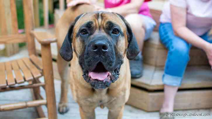 Furry Tails: Bringing Geno Home