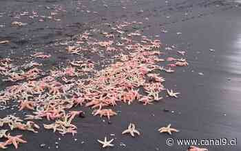 Varazón de estrellas de mar en Coronel | Noticias - Canal 9 Bío Bío Televisión