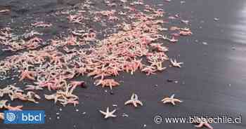 Investigan varazón de cientos de estrellas de mar en costas de Coronel - BioBioChile