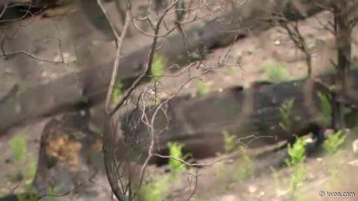 Media crews get first look of Mount Lemmon after hit by Bighorn Fire