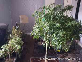 PICTURE: Cannabis raid executed in Great Lever - The Bolton News
