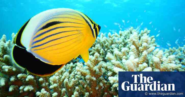 Red Sea corals' heat tolerance offers hope for climate crisis