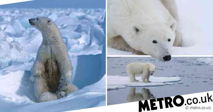 Polar bears could be extinct in 80 years if more not done about climate crisis