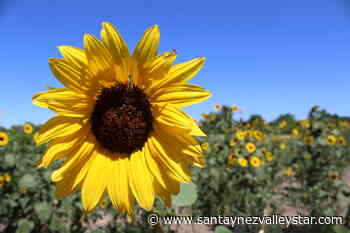 Farm Bureau seeks applicants for Entrepreneur of the Year award - santaynezvalleystar.com