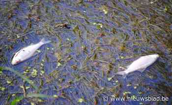 Vissterfte op Grote Gete blijft mysterie
