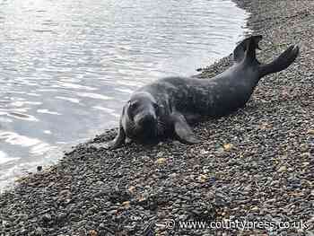 WATCH Seal spotted in St Helens and Puckpool - Isle of Wight County Press