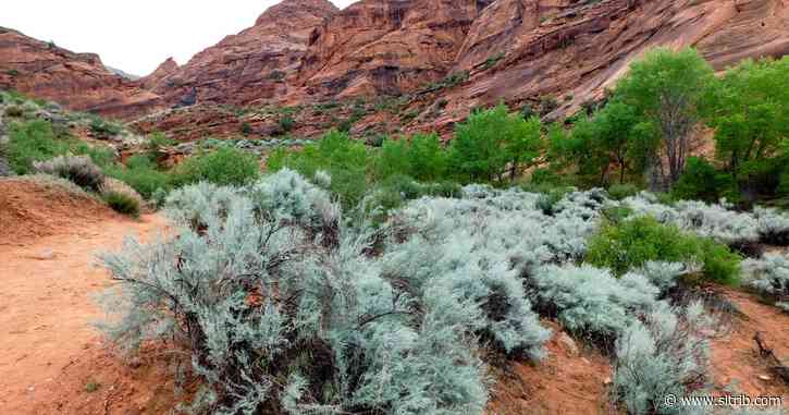 Letter: Keep highway out of Red Cliffs Desert Reserve