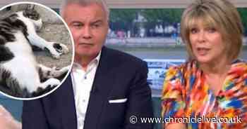 Viewers hit out at This Morning for showing cat that 'plays dead'