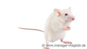 In der Gruppe sinken die Skrupel