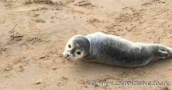 Warning as teens pose for photos with injured seal pup that washed up on beach