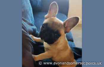 Stolen puppy returned to owners within 24-hours