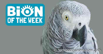 Your Memory Is No Match For Griffin, The Ivy-League Parrot - Lethbridge News Now