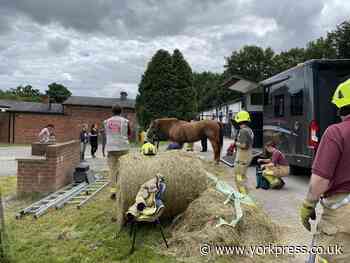 Horse trapped in horsebox rescued by fire crews