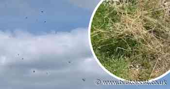 It's raining hay in Dundry - farmer's 'unbelievable' video