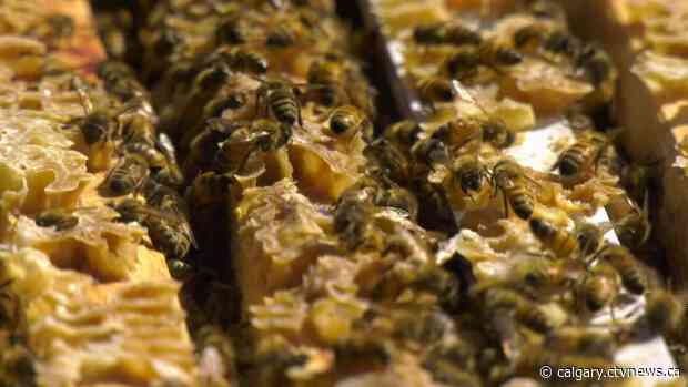 Buzz coming out of Community Natural Foods as rooftop hives installed at stores