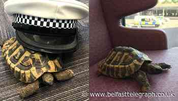 Tortoise given VIP tour of new police station