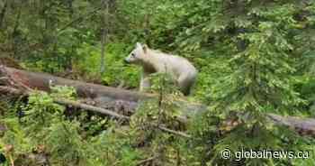 Rare white grizzly bear captured on camera in B.C. park