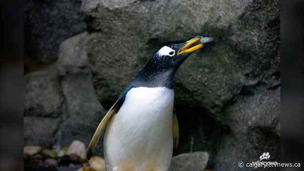 11-year-old gentoo penguin dies at the Calgary Zoo